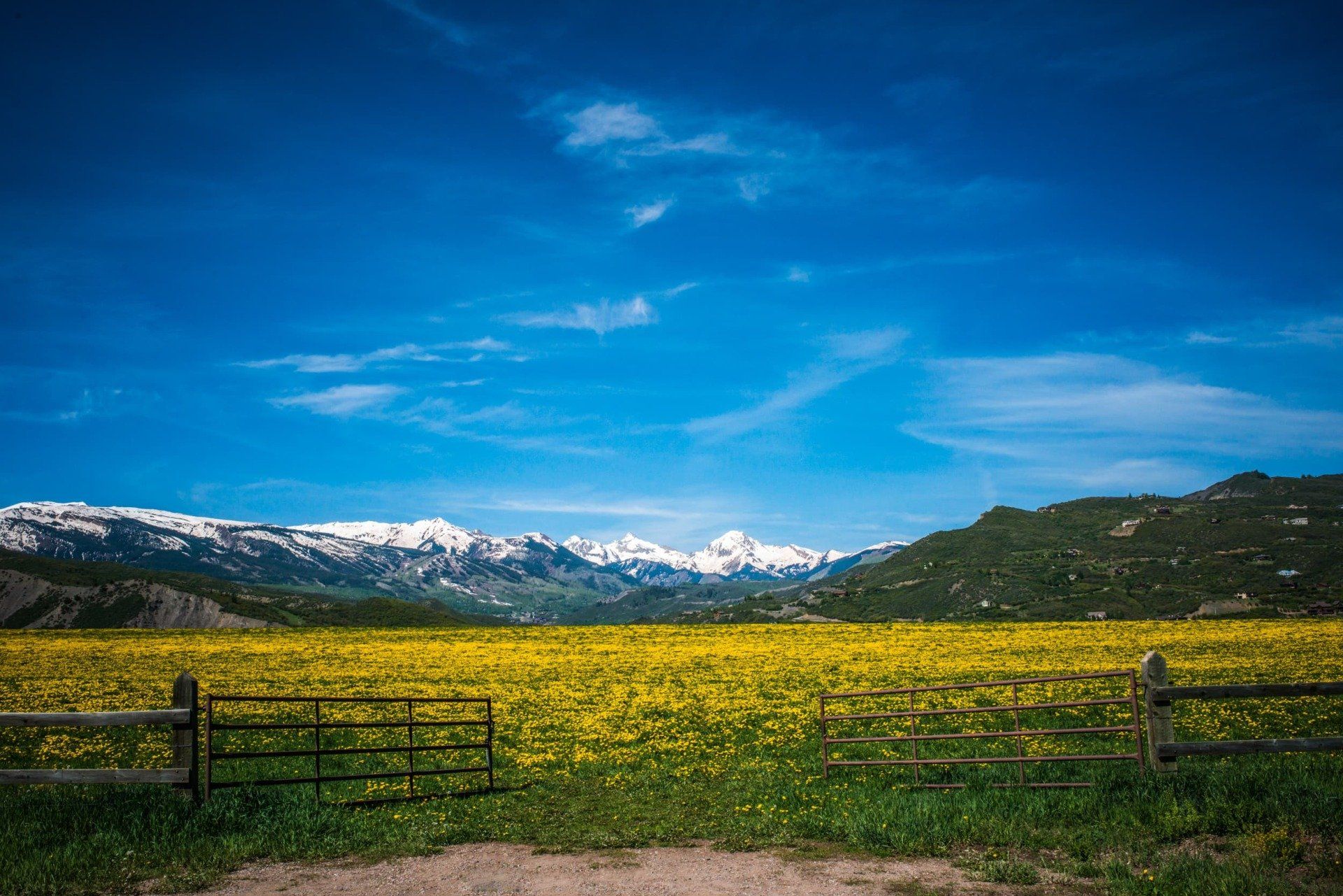 Yellow wildflowers in a field, mountains with snow in the distance, under a bright blue sky.