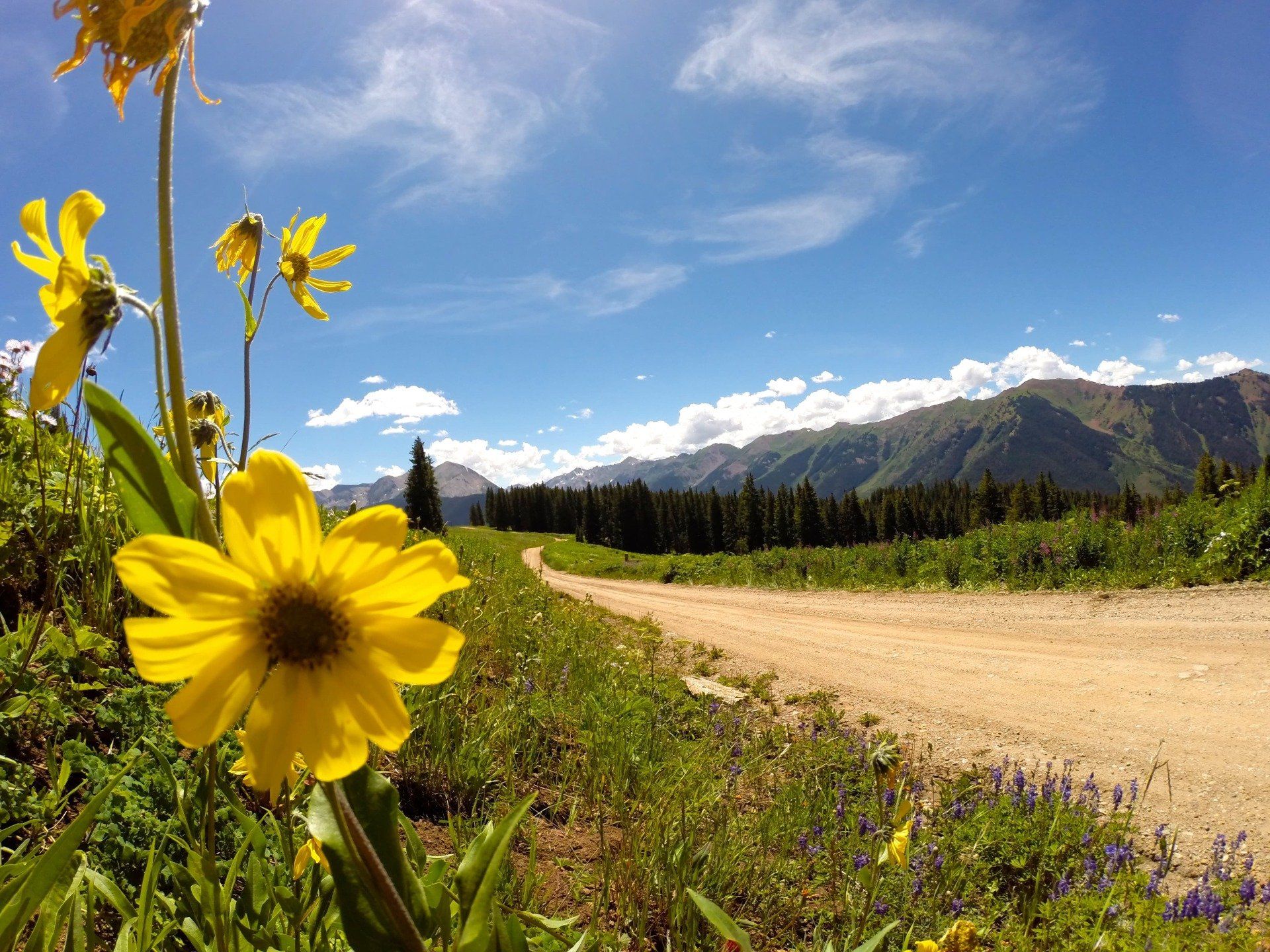 Yellow wildflowers beside dirt road, mountains and blue sky with clouds in the background.