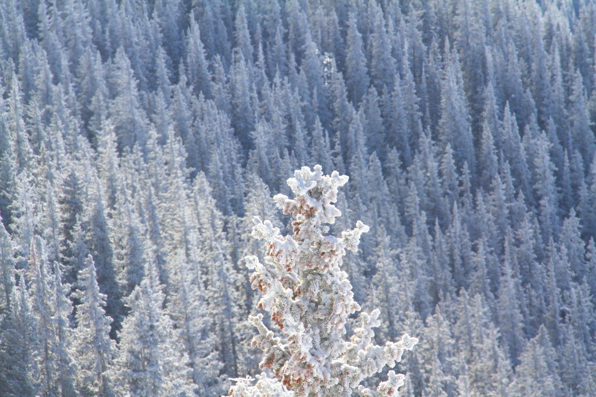 Snow-covered evergreen trees blanket a mountainside, with a single frosted tree in the foreground.