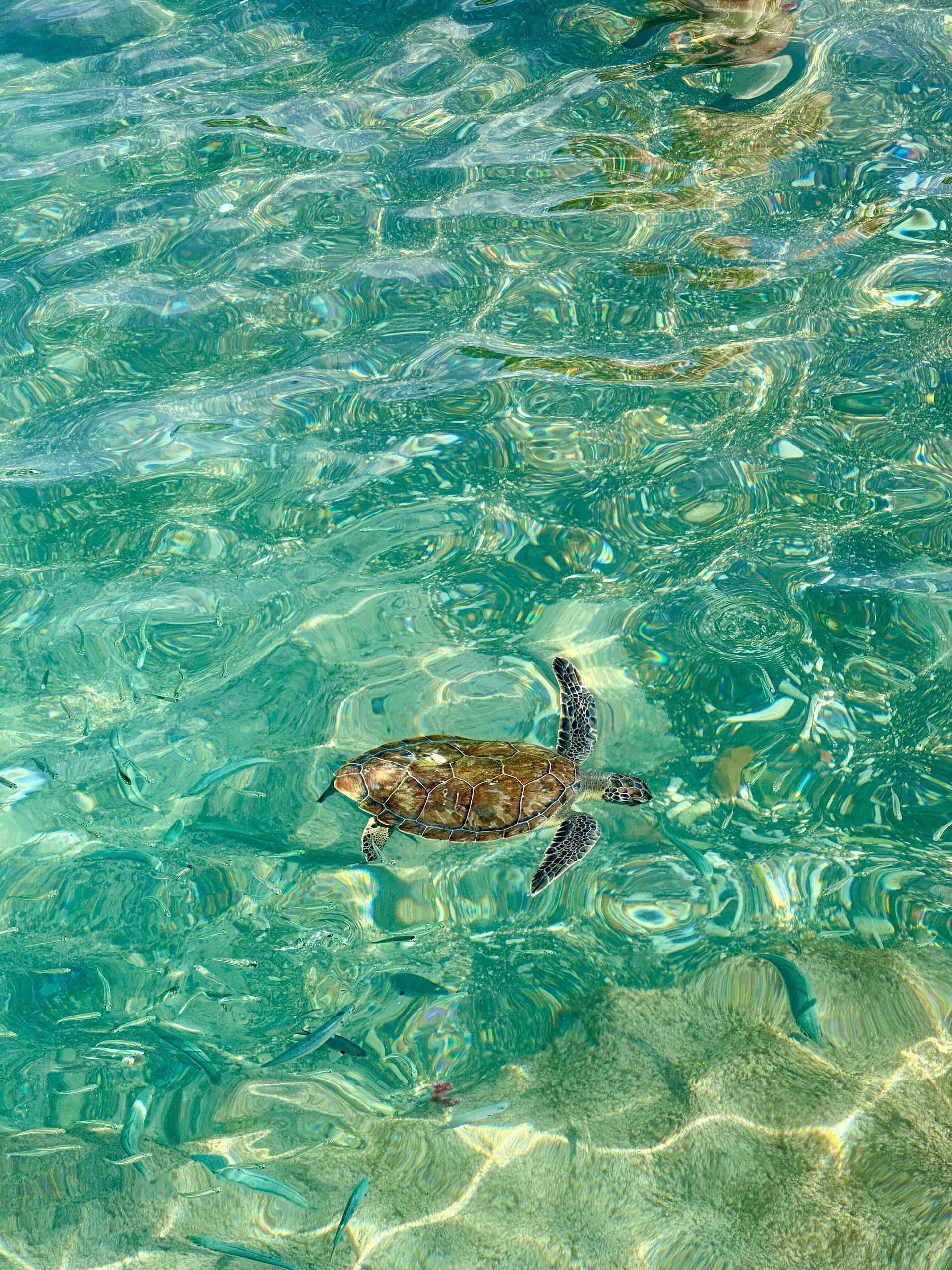 Playa Grandi