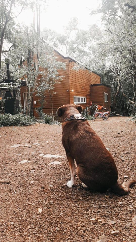 Um cachorro marrom está sentado no chão em frente a uma casa de madeira.