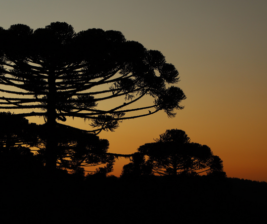 Um pôr do sol com uma silhueta de árvores em primeiro plano