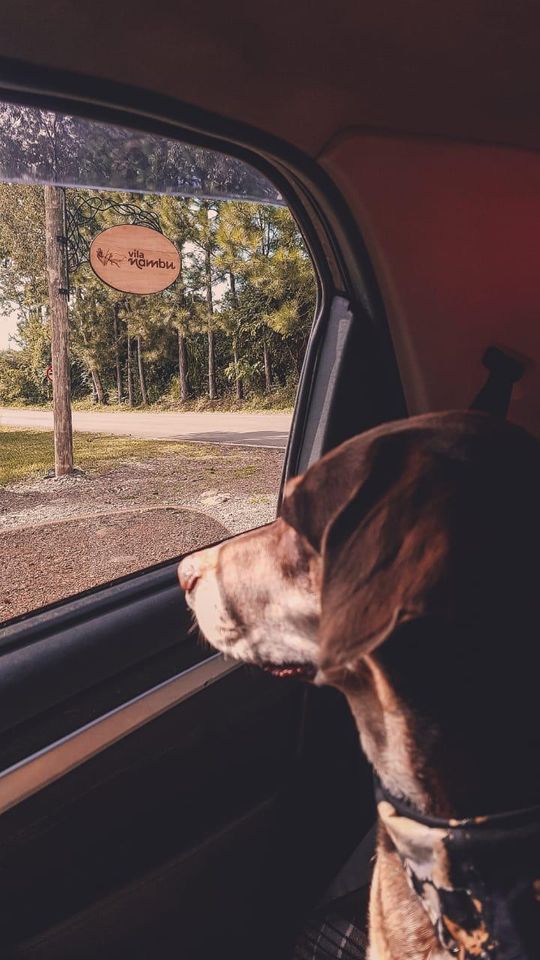 Um cachorro está olhando pela janela de um carro.