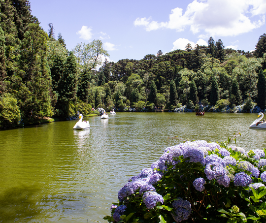 Um lago cercado por árvores e flores com cisnes flutuando nele.