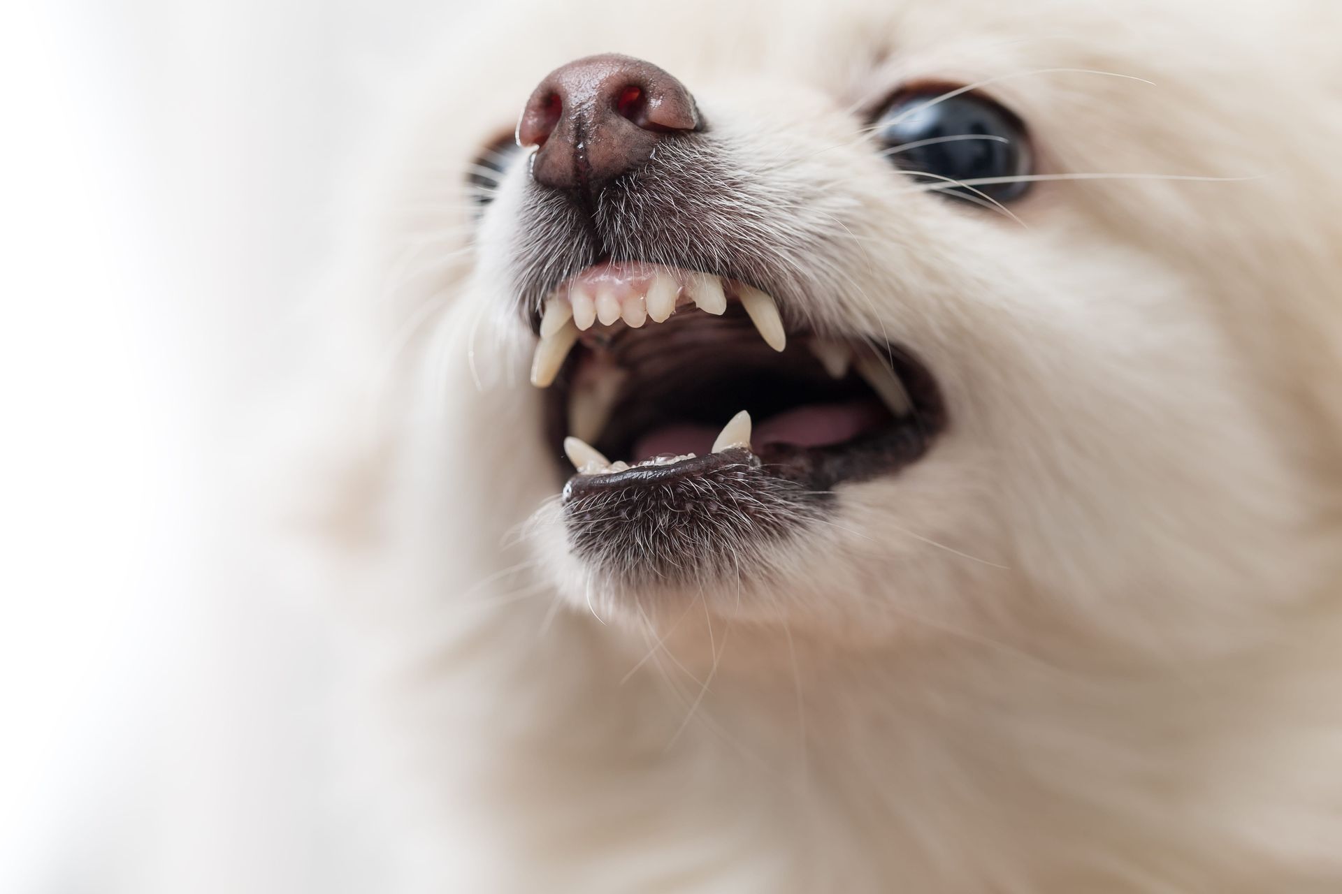 Close-up of a white fluffy dog snarling, showing sharp teeth and a black nose