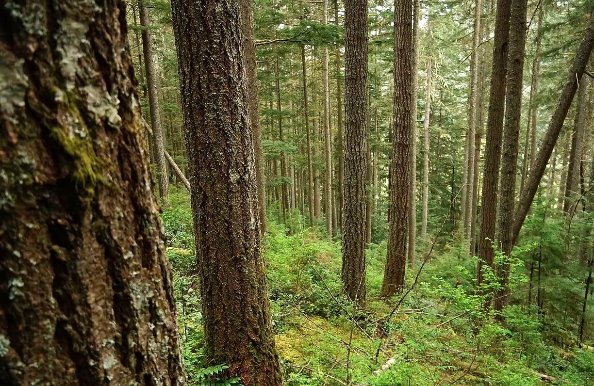 Gold Creek forest 