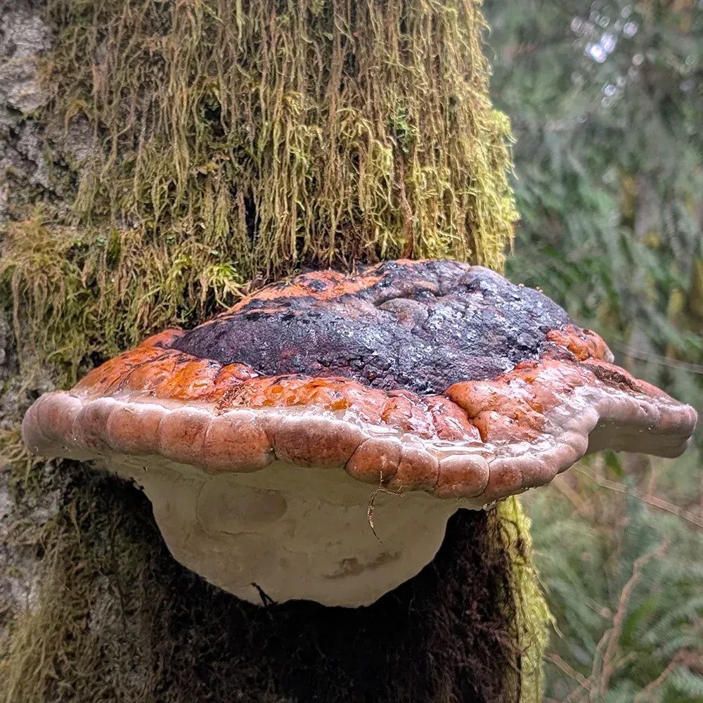 Turkey tail fungi
