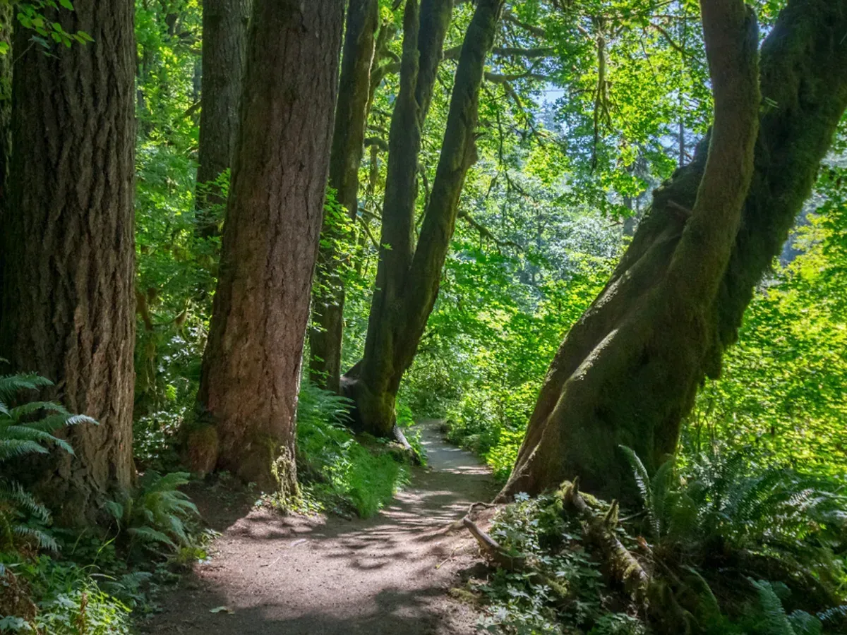 Memorial Park Trail