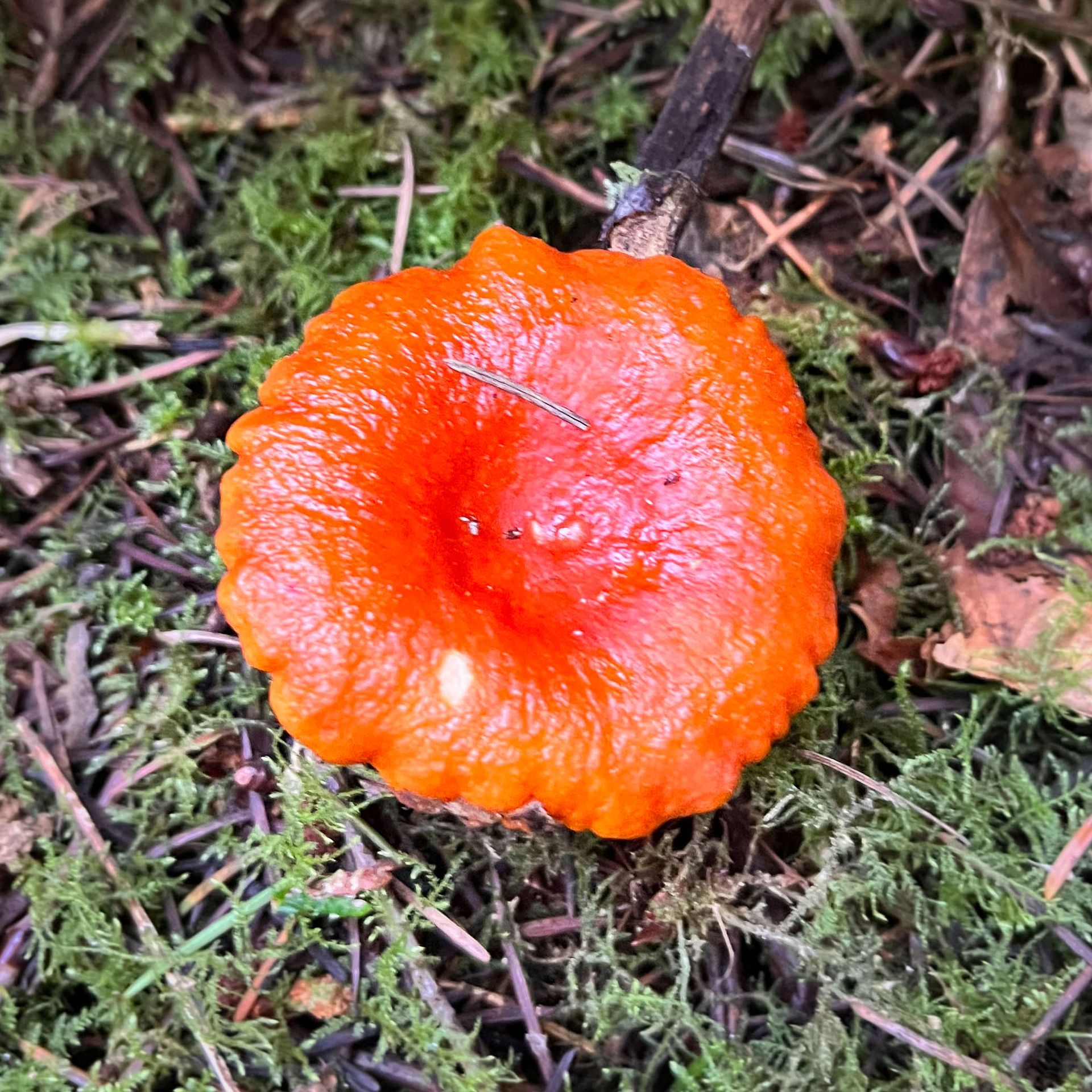 milkcap mushroom