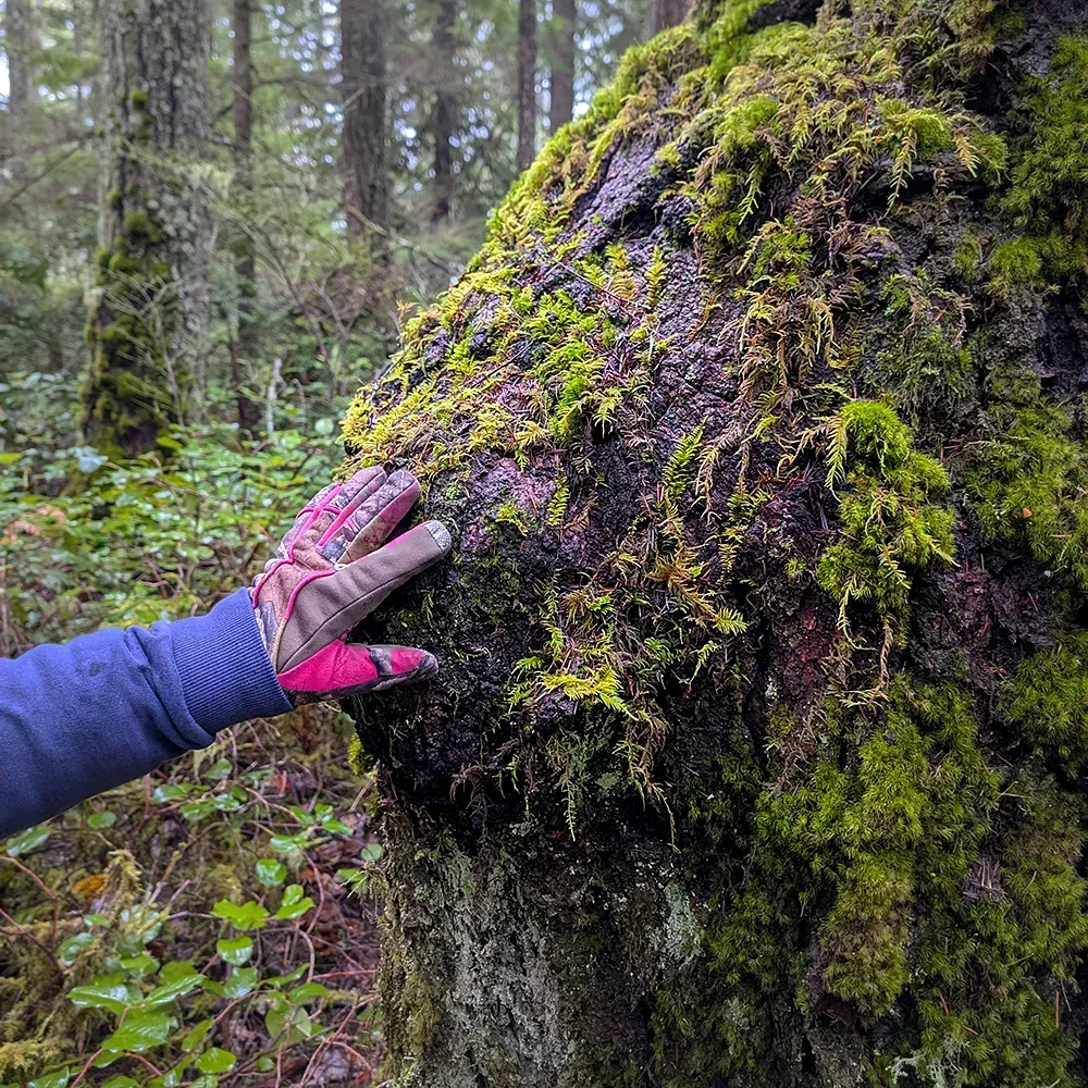 Mossy burl