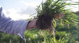 hand full of healthy turf