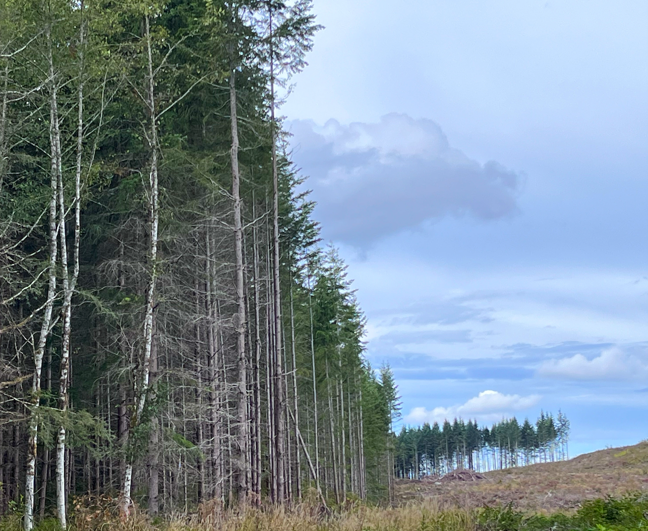 Forest vs. clear cut