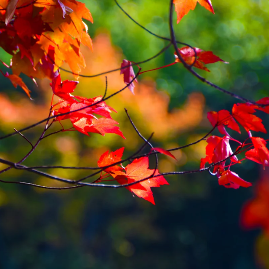 Fall leaves