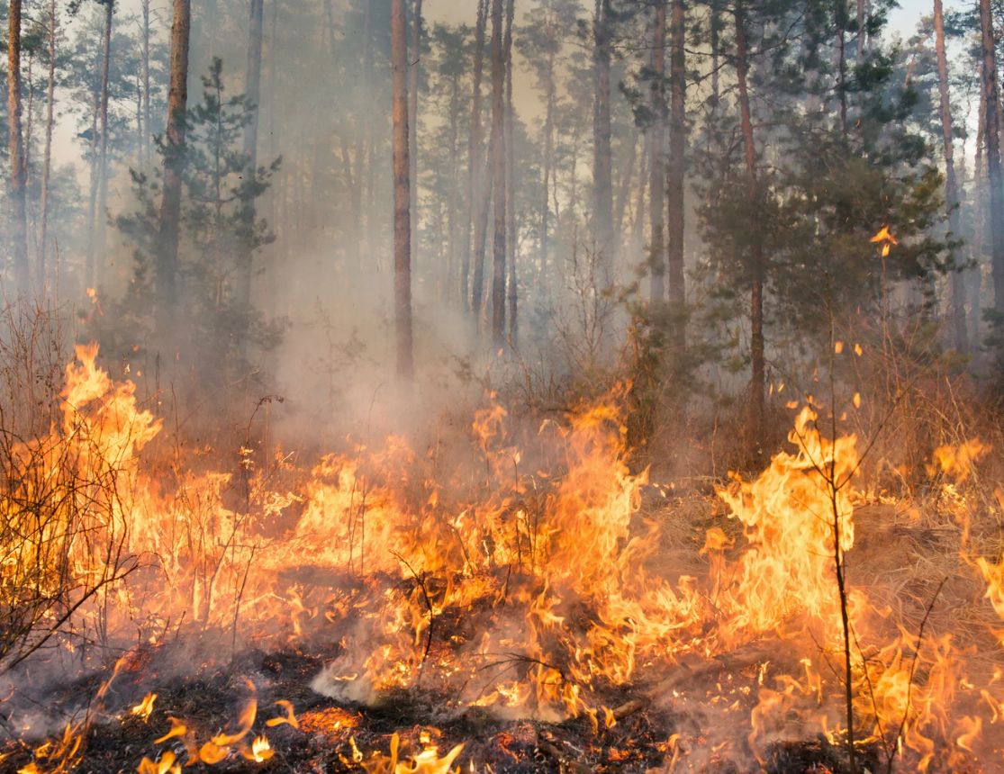 wildfire in forest