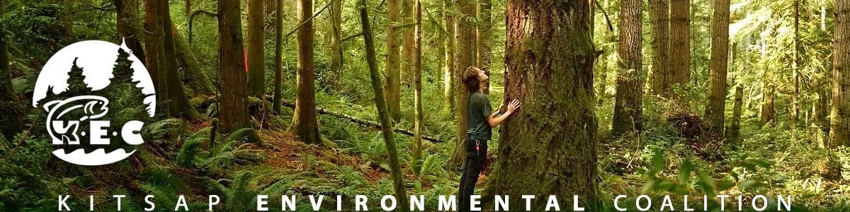 Joshua Wright in Firvana legacy forest in Green Mountain