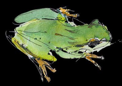 A watercolor painting of a green frog on a transparent background
