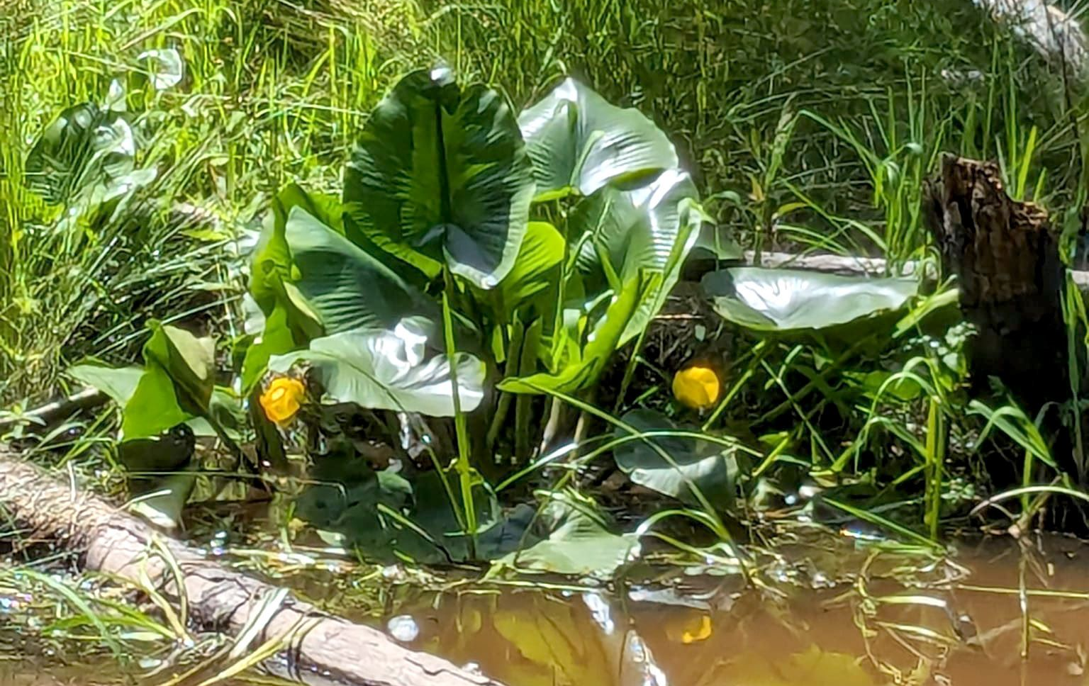 lily pads at beaver pond
