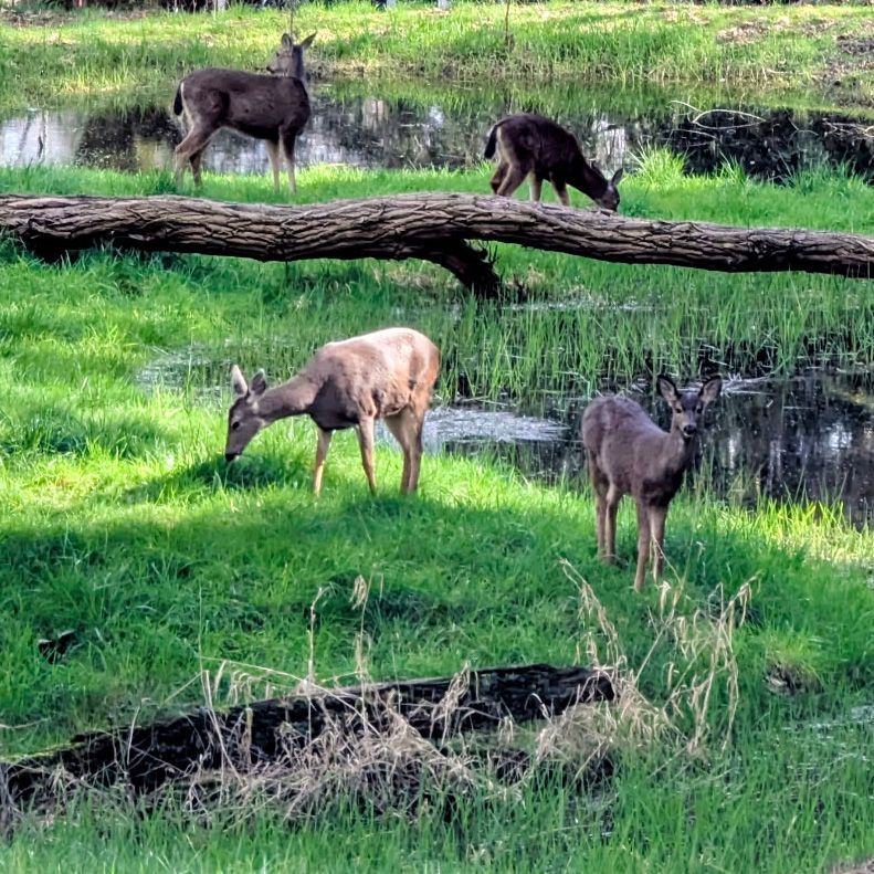 Family of deer grazing by pond