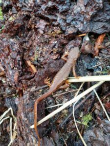 Salamander