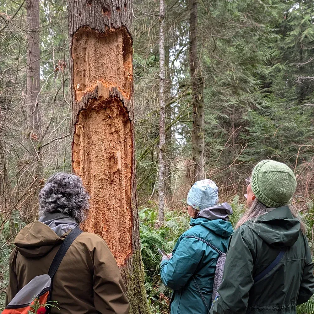 woodpeckered tree