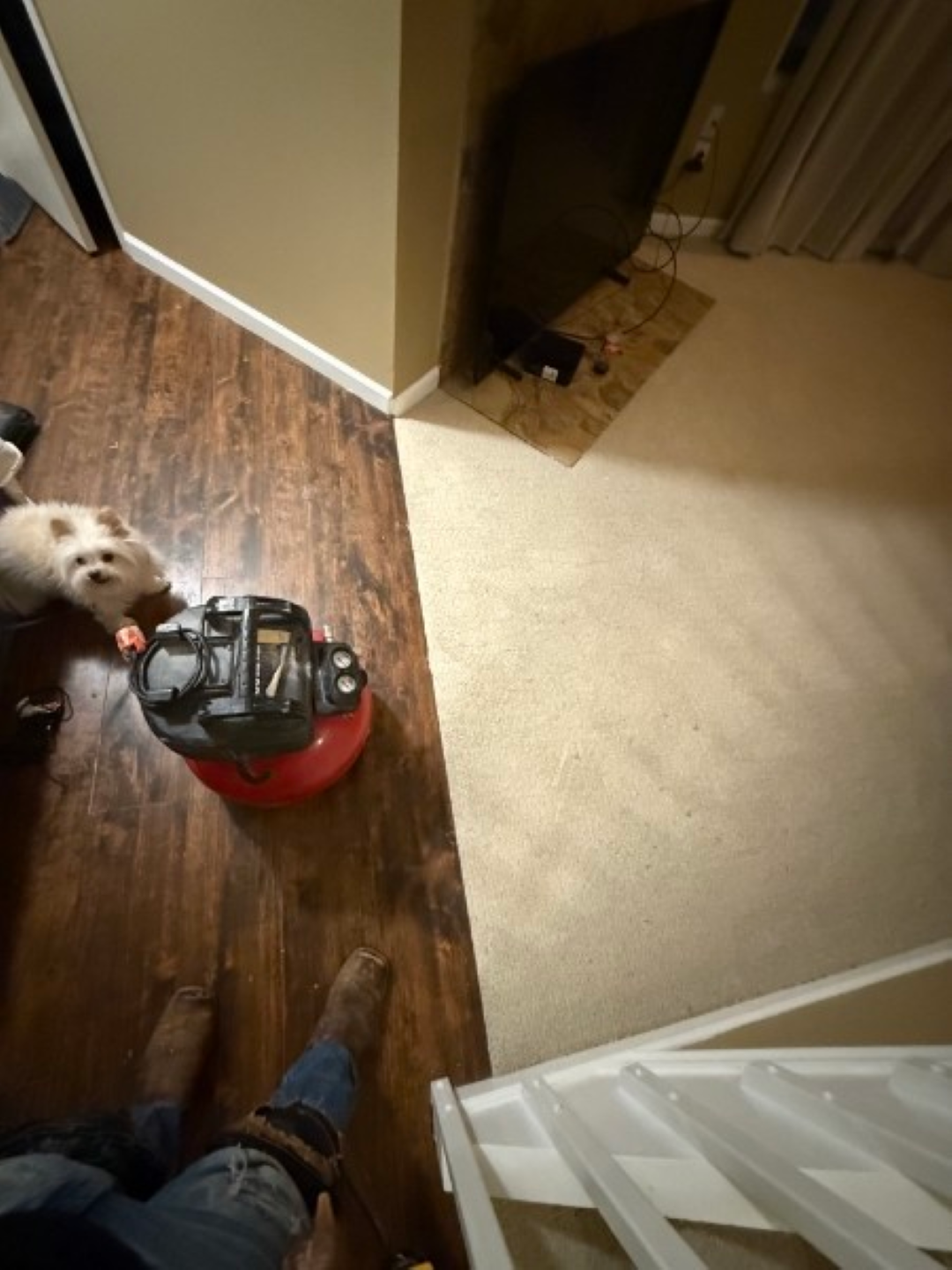 Small white dog on a wood floor beside a red-and-black vacuum, near a hallway and staircase.