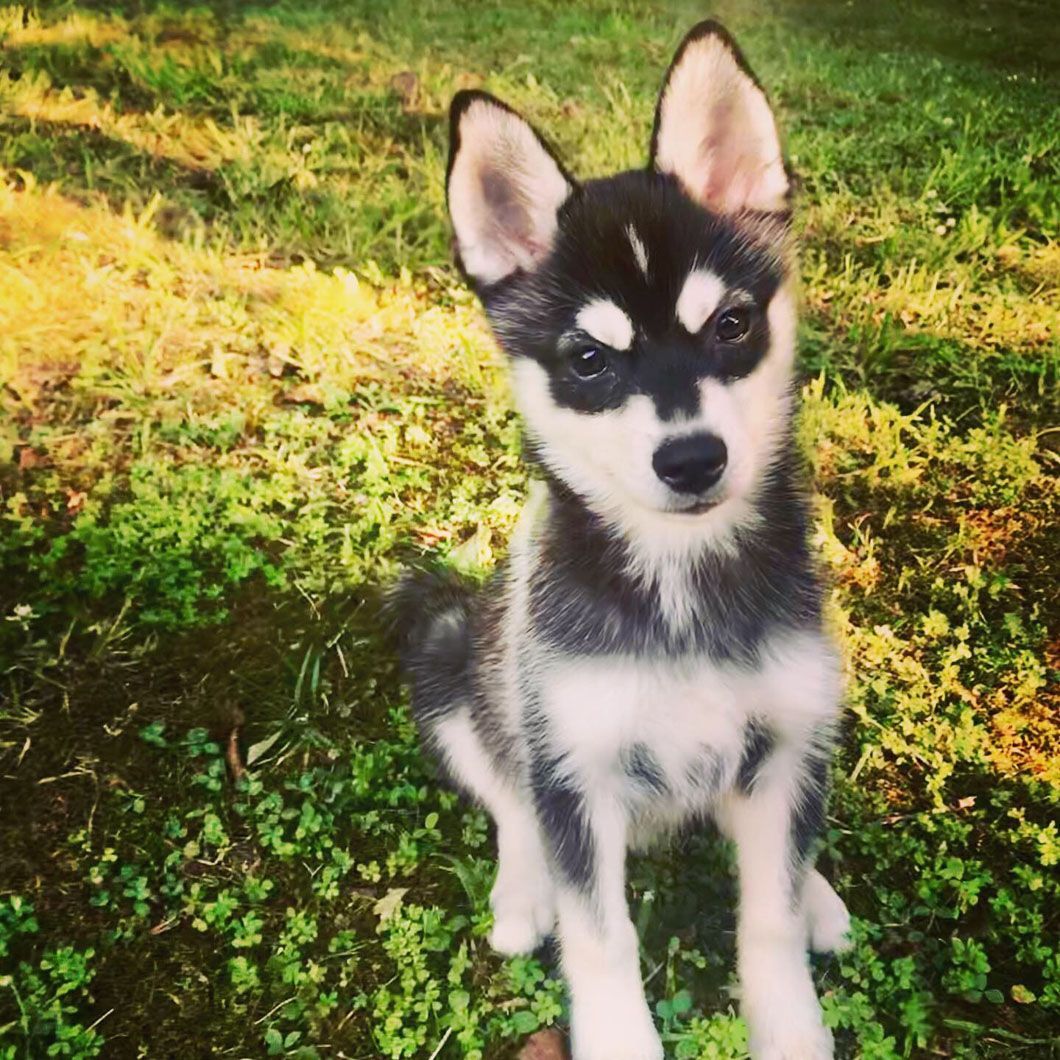 A husky puppy is sitting in the grass and looking at the camera.