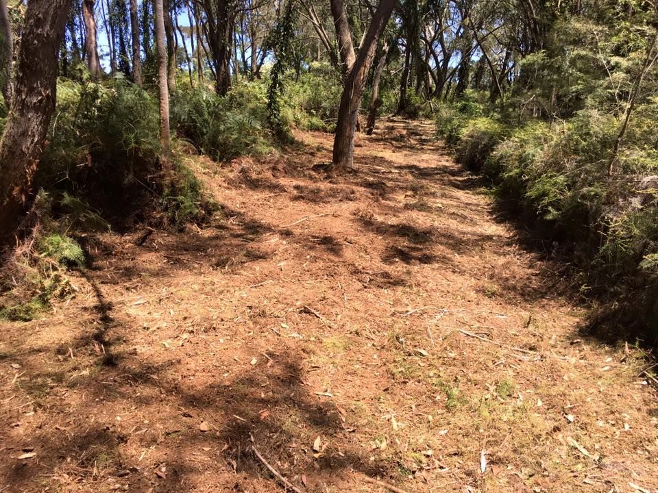 Dirt Path Through a Sunny Forest — All Tree Solutions in Kincumber, NSW