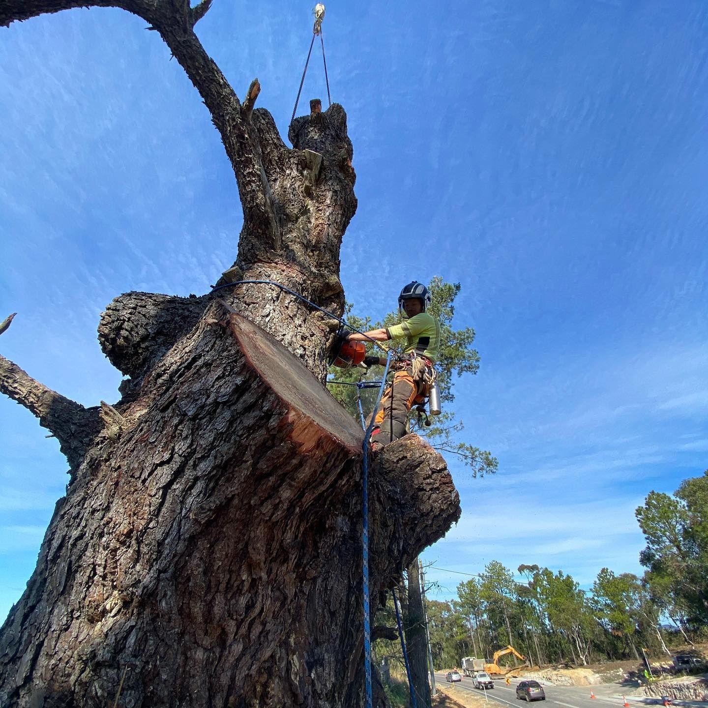 Arborist Using Chainsaw to Cut a Large Tree Branch — All Tree Solutions In HOLGATE, NSW