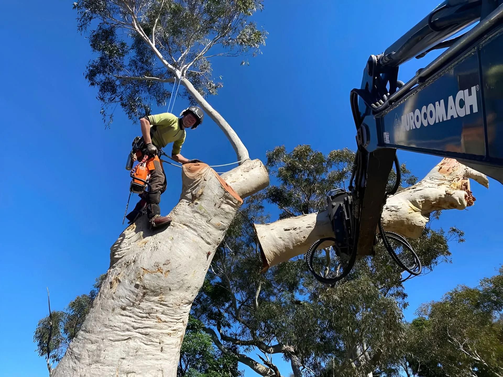 Tree Removal On The Central Coast