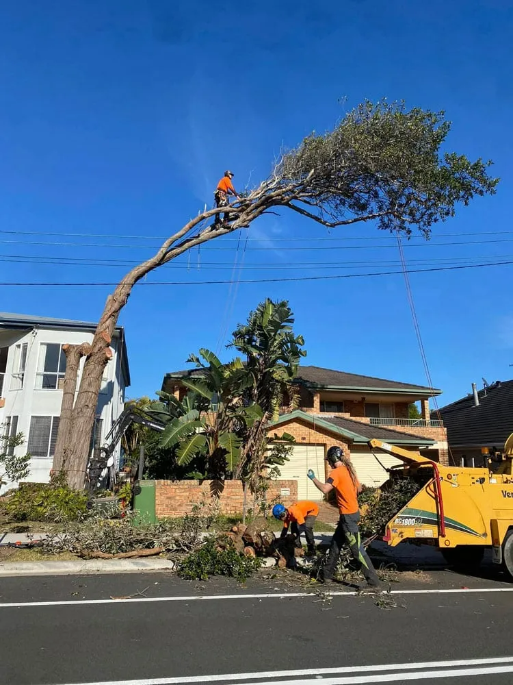 Tree Removal By Arborist On Central Coast