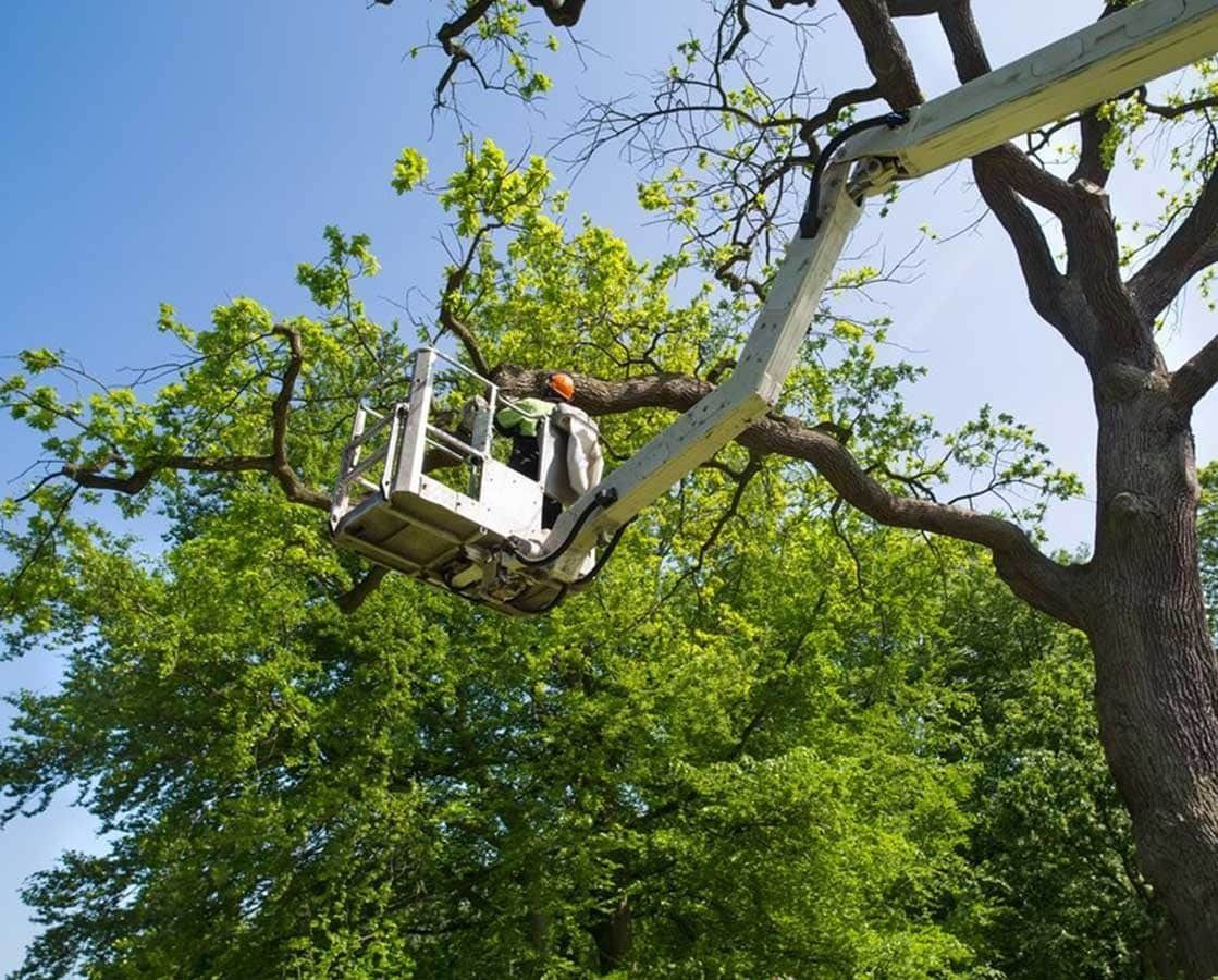 Bucket Truck Trimming Tree Branches Against a Blue Sky — All Tree Solutions In HOLGATE, NSW