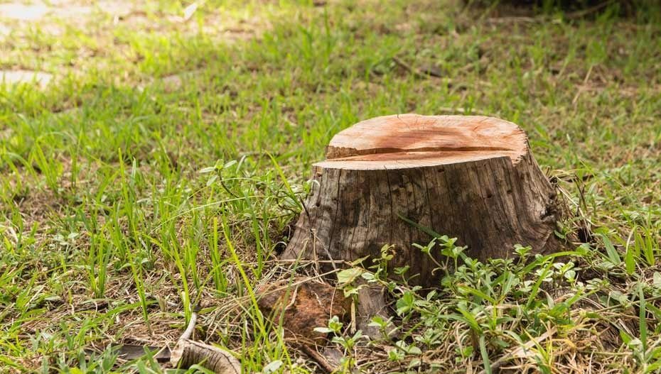 Cut Tree Stump in Grassy Yard — All Tree Solutions In HOLGATE, NSW