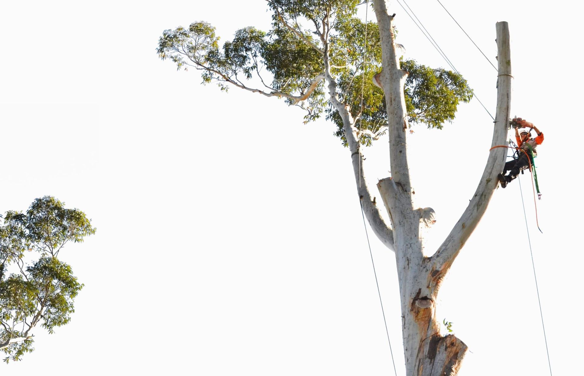Arborist in Safety Gear Aloft in a Tree Using Ropes — All Tree Solutions In Ourimbah, NSW