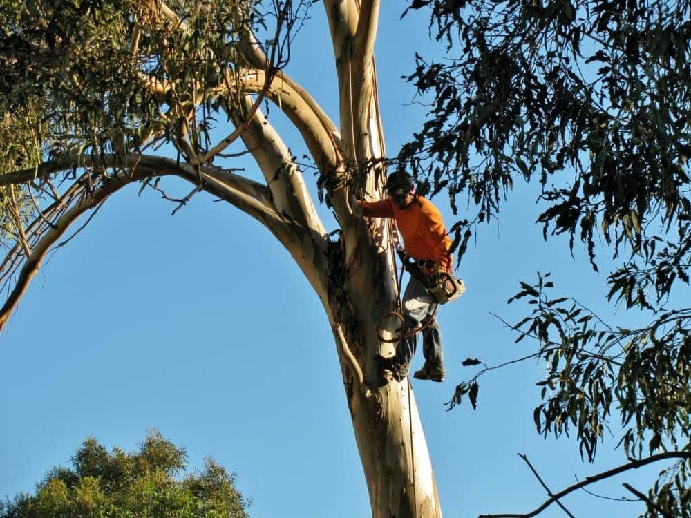 Arborist in Orange Shirt — All Tree Solutions In Warner Vale, NSW