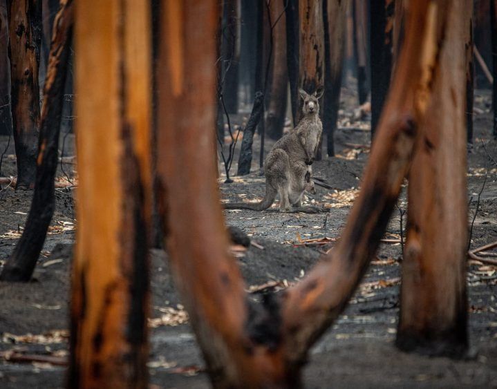 A Kangaroo Standing Amidst Charred Trees in a Burned Forest — All Tree Solutions In Matcham, NSW
