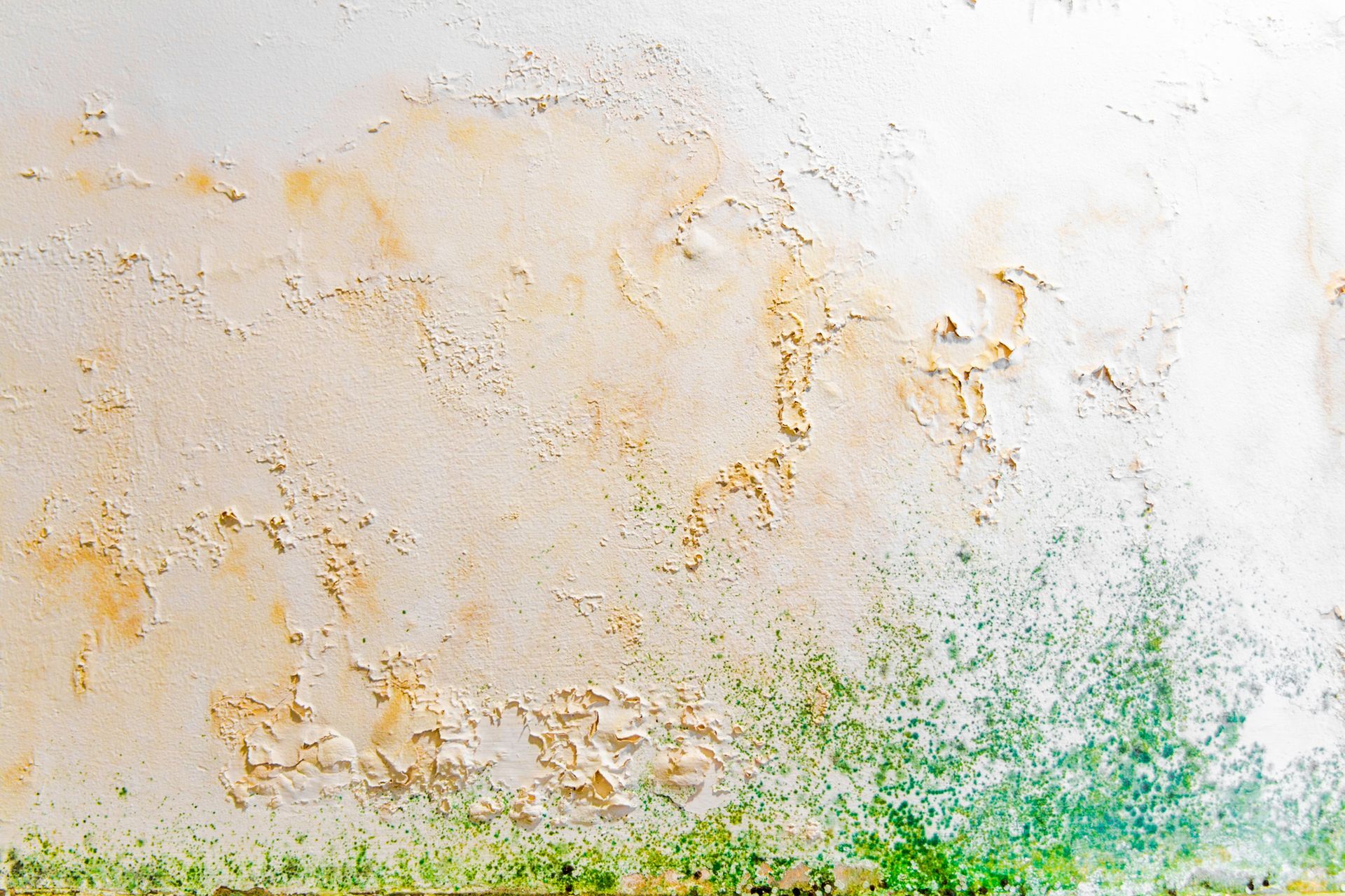 Wall with peeling paint and green mold growth at the bottom. Wall with peeling paint and green mold growth at the bottom.