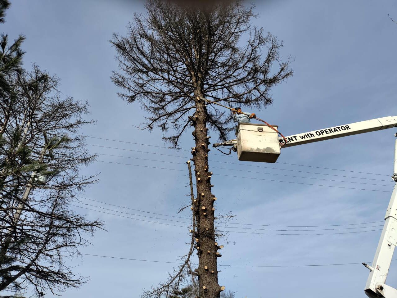 Worker in a white bucket lift trimming a tall leafless tree against a blue sky