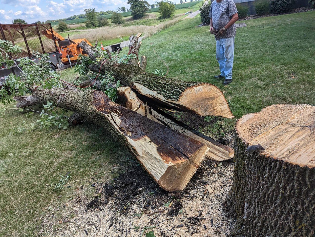 Cut tree trunk and stump in a grassy yard, with a person and chainsaw nearby.