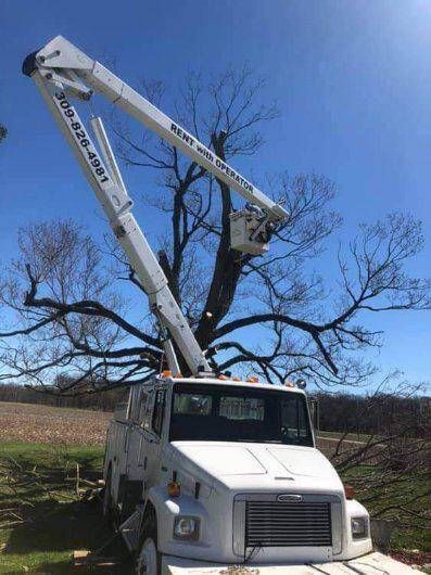 Bucket truck pruning a tall tree in a field under a clear blue sky.