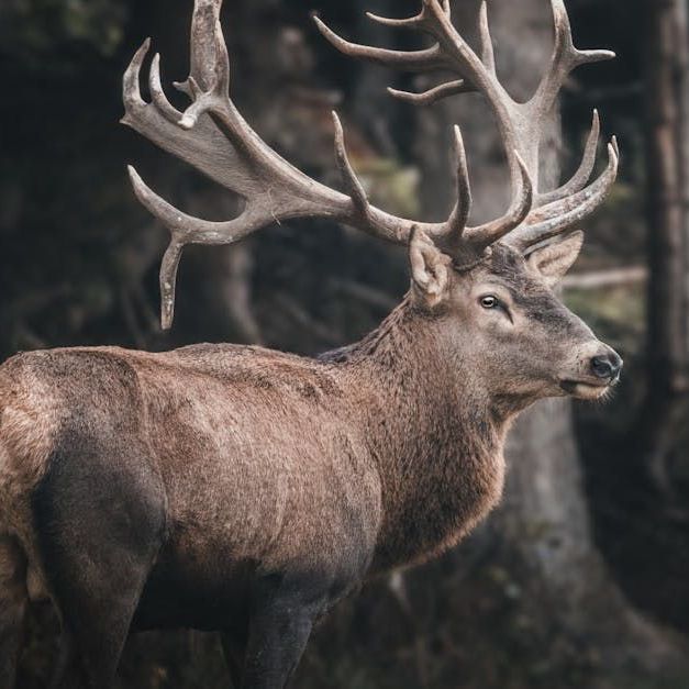 A deer with antlers is standing in the woods