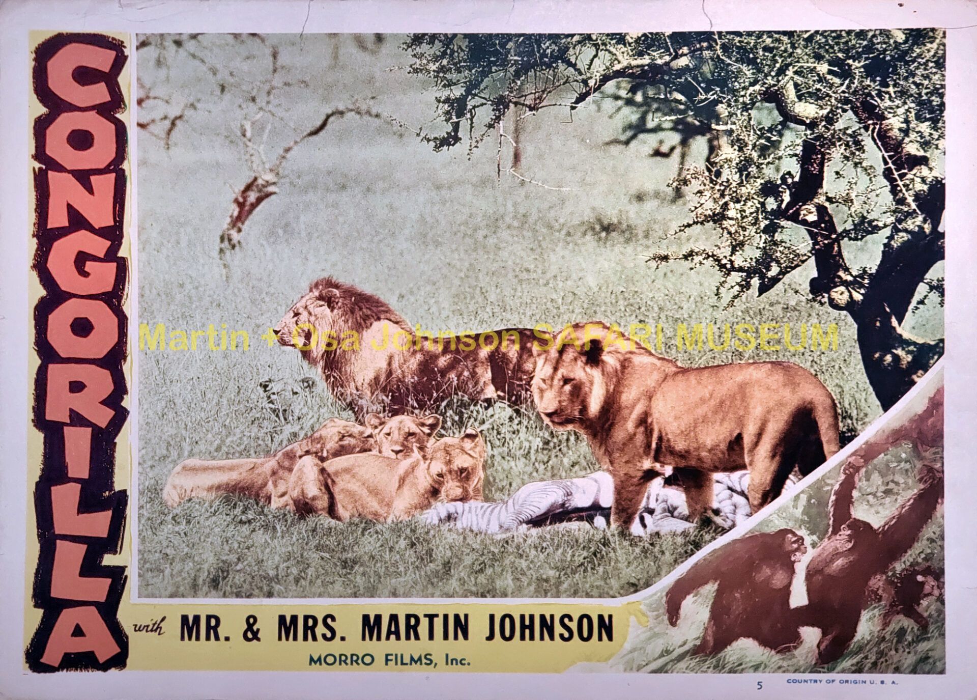 A movie poster for Congorilla featuring lions in a grassy savanna and a gorilla in the lower right.