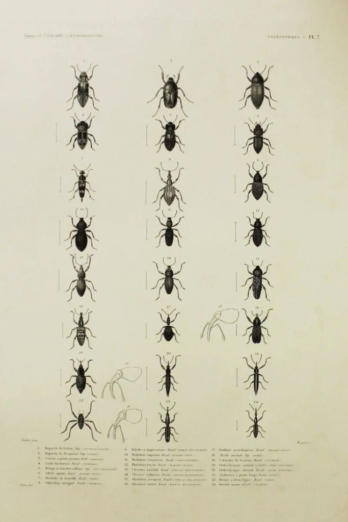 Scientific plate depicting 27 small, monochromatic beetle illustrations arranged in three columns with a legend at bottom.