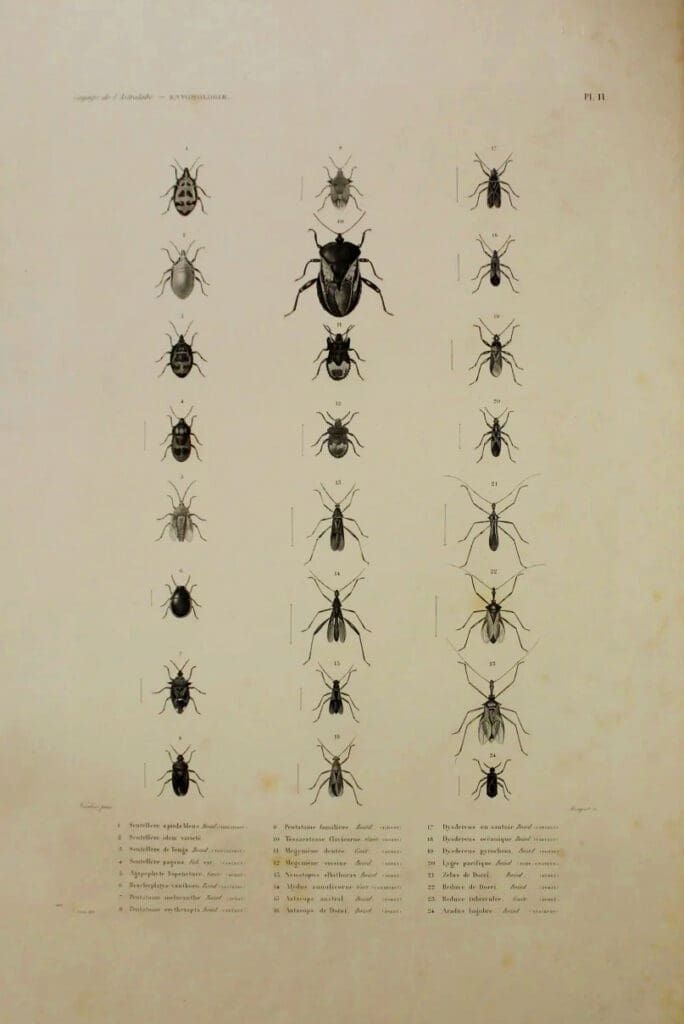 A vintage illustration of twenty-three various insect species arranged in three vertical columns with labels below.