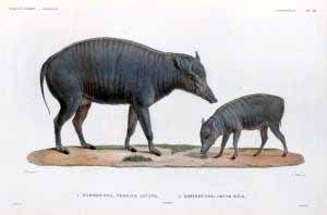 A scientific illustration of an adult and young babirusa standing on a patch of earth against a white background.