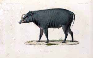 A vintage color illustration of a babirusa standing in profile on a small patch of grass against a white background.