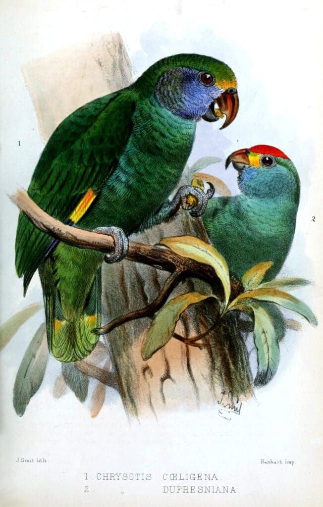 Two parrots with green feathers and blue faces perched on a branch, illustrated in a classic natural history style.