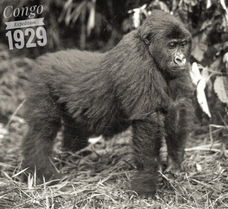 A black-and-white historical photo from a 1929 Congo expedition showing a mountain gorilla standing in tall grass.