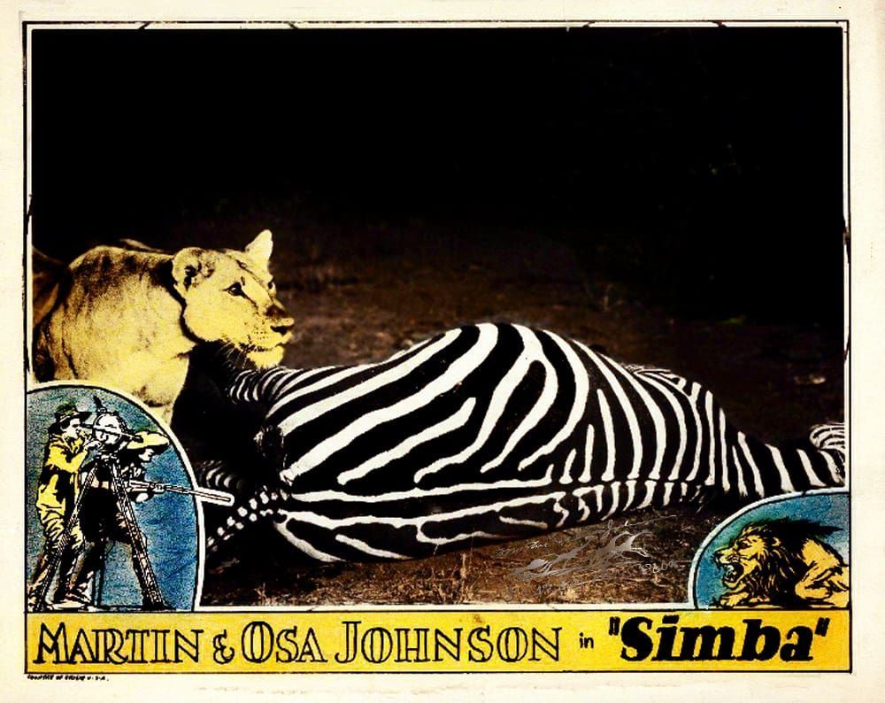 A lioness stands over a zebra carcass in this lobby card for the Martin and Osa Johnson film,