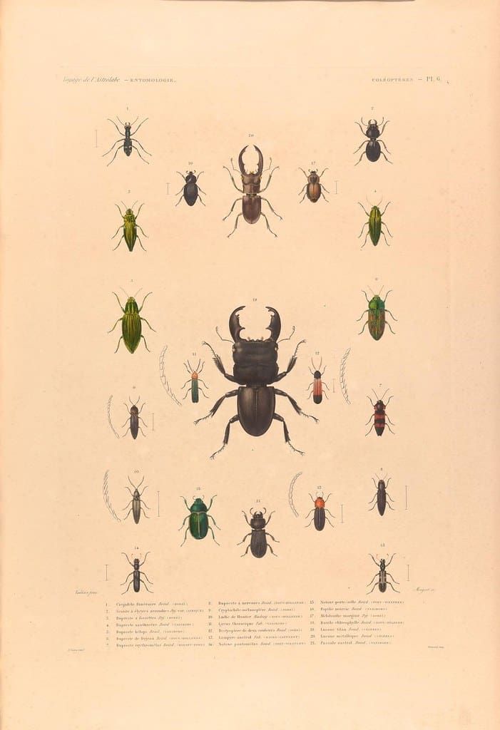 A scientific illustration featuring 22 various beetle species arranged in rows against a light beige background.