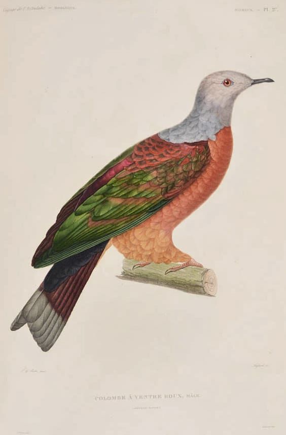 An ornithological illustration of a dove with a grey head, orange chest, and iridescent green and maroon wings on a branch.